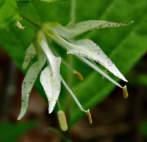{Prosartes maculata}